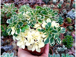 Aeonium domesticum variegata