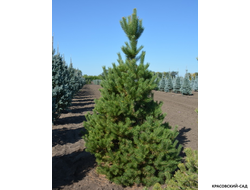 Сосна Якутск - Jakutsk