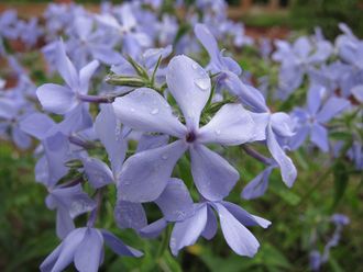 Флокс растопыренный "Дириго Айс" Phlox divaricata Dirigo Ice