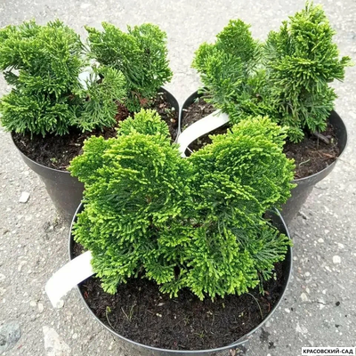 Кипарисовик Нана Грасилис - Nana Gracilis