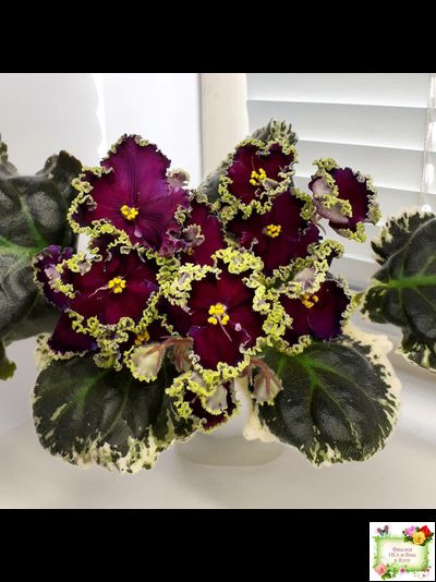 РС-Дон Жуан (С. Репкиной) 2013 г.