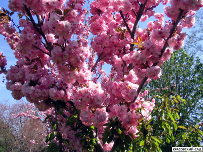 Вишня Канзан - Kanzan