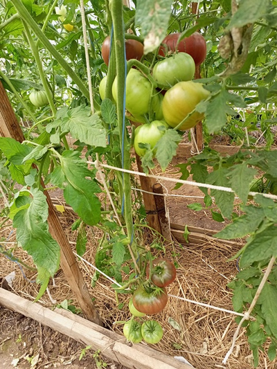 Томат Париж (Paris)