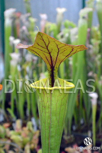 Sarracenia Flava Ornata A