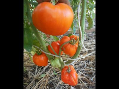 Томат Оранжевое сердце (Лискин нос)