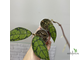 25/07/2025  Hoya Callistophylla Splash