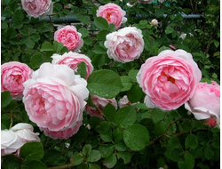 Коттедж  (Cottage Rose)