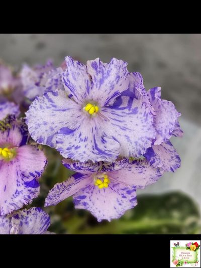 Н-Чехарда (Н. Бердникова) 2020 г. (пестролистный гёрл)