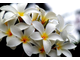 Франжипани / Frangipani (Plumeria alba) абсолю 1 г