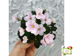 LV-Есть Время (Л. Шевелева) 2025 г. трейлер (клакамасный лонг)