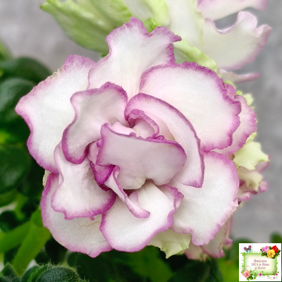 ВаТ-Соло Анфисы (Т. Валькова) 2021 г. (лист посажен 31.03.26)