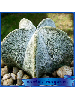 Astrophytum coahuilense PP 478