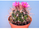 Ferocactus fordii SB1244 - 5 семян