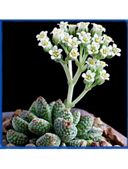 Crassula ausensis ssp. titanopsis