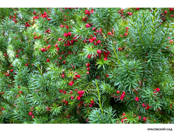 Тис Ягодный - Baccata