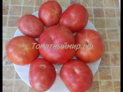 Томат Гном Арктическая Роза, Dwarf Arctic Rose