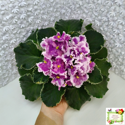 МТ-Сладкая Фантазия (М. Тотиева) 2022 г. (лист с детками укоренённый)