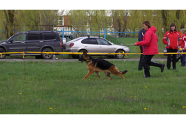 23.04.2016 г. выставка в Белгороде
1 место в классе юниоров, ЮСС судья Клюева Э. 