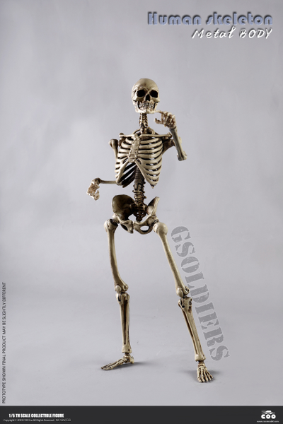 Человеческий скелет Коллекционная ФИГУРКА 1/6 scale THE HUMAN SKELETON DIECAST ALLOY BS011 COOMODEL
