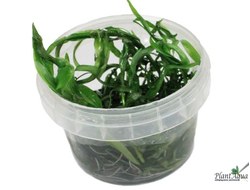 Гетерантера остролистная (меристемная)