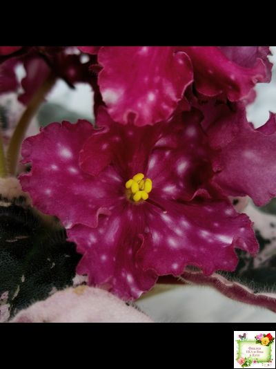 Rivermist Zeeva (J. Baker) (лист с детками укоренённый)