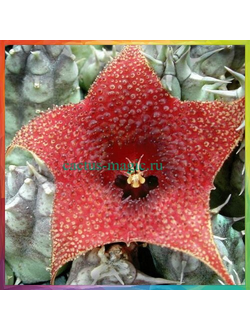 Huernia saudi-arabica