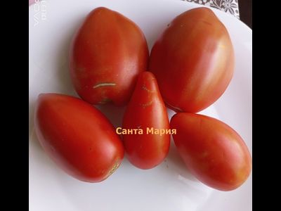 Томат Санта Мария (Santa Maria)
