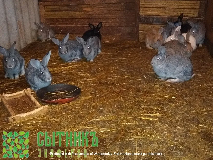 Мясо кролика не мороженое купить у фермера