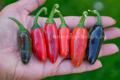 Перец острый Jalapeno Moriachi (Халапеньо Мориачи), 10 шт