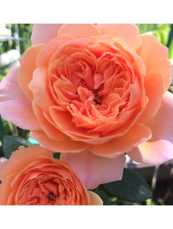 Гретс Джой (Gret's Joy)