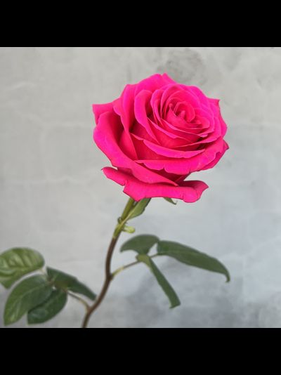 Роза Эквадор розовая