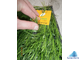 Трава искусственная "Optigrass"