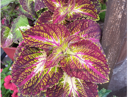 Колеус Черепашка