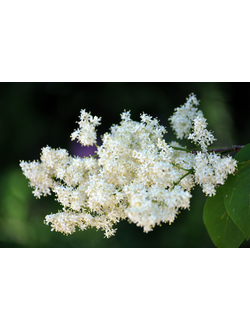 Сирень амурская (reticulata) С2,20-40