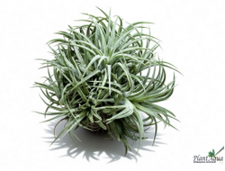 Тилландсия Ionantha bravo clump