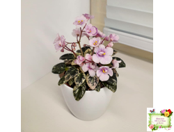 Precious Pixie (S.Sorano) (3 листа с детками в 1 стаканчике)