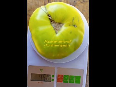 Томат Абрахам зеленый, (Abraham Green), США