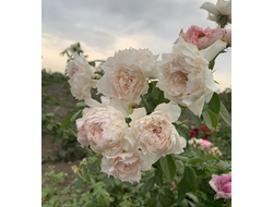 Ингес Роз (Inge&#039;s Rose)