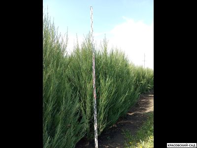 Можжевельник СкайРокет 5 метров