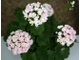 April Snow - пеларгония розебудная (розоцветная) - описание сорта, фото - купить черенки почтой