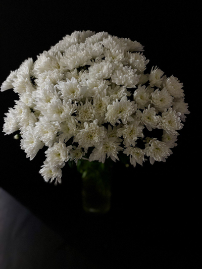 Кустовая пушистая Балтика 25 шт