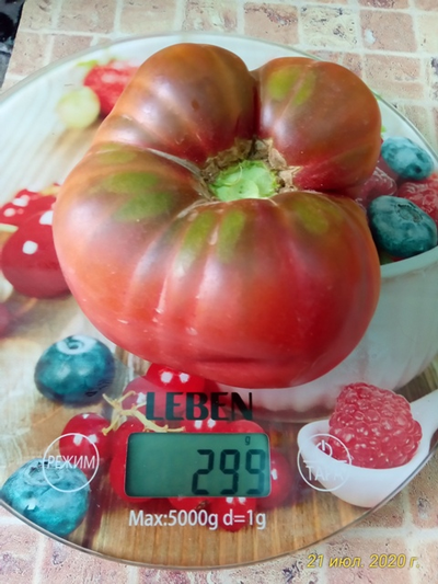 Томат Sandburg GVR