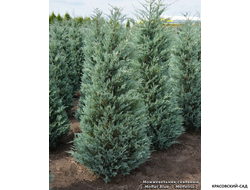 Можжевельник Моффат Блю - Moffat Blue