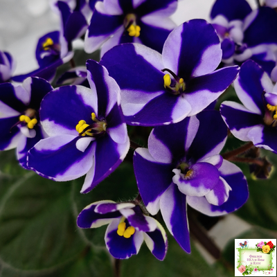 Concord (Horikoshi/Ozaki) (10/03/1992) химера (пасынок укоренённый)