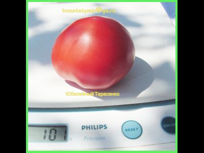 Томат Юбилейный Тарасенко