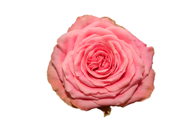 роза Россия розовая