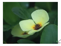 Гидроклейс кувшинковидный (Водяной мак)