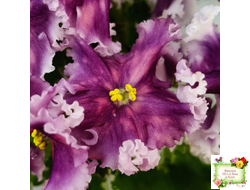 МТ-Сладкая Фантазия (М. Тотиева) 2022 г.