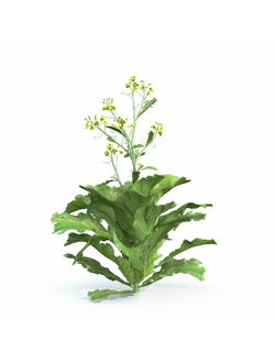 рассада Горчица сарептская 1