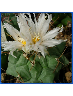 Thelocactus rinconensis ssp. multicephalus VZD 041